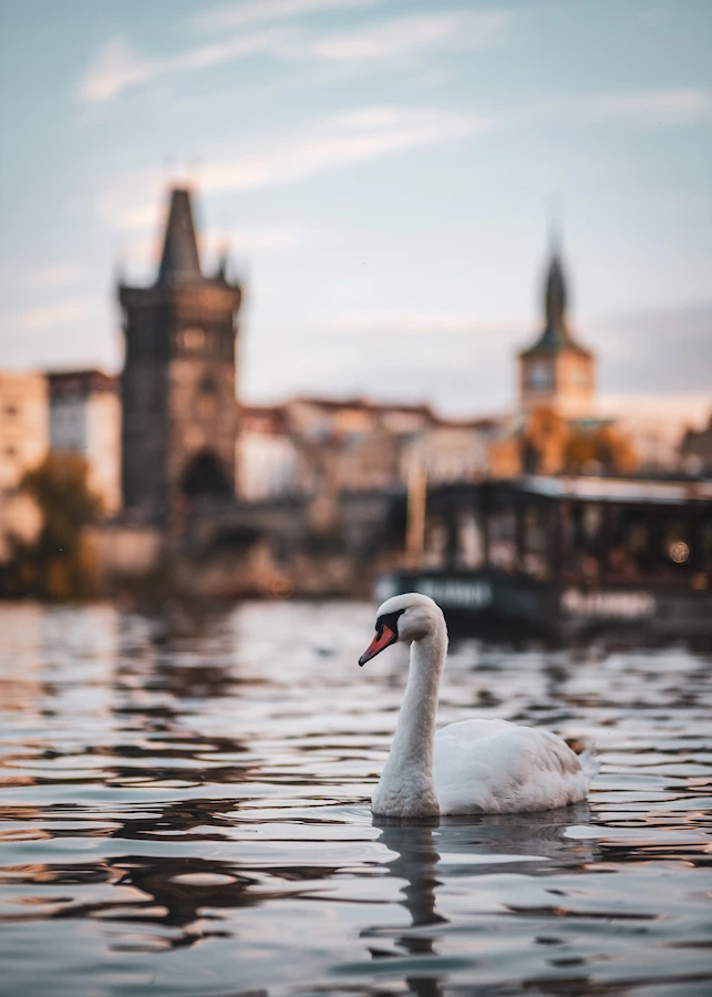 Swan near Charles Bridge